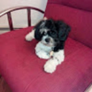 Meet your Posher, Shakerah